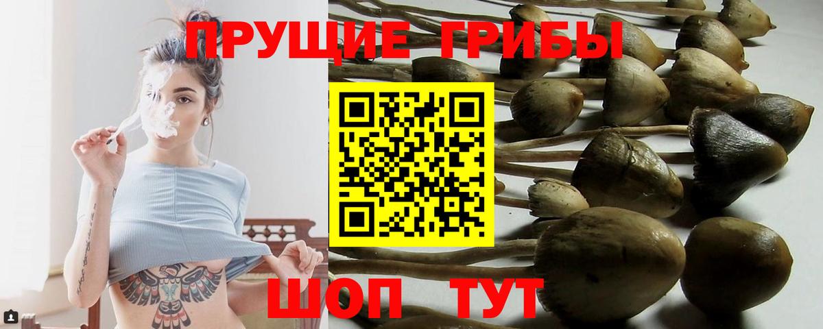 Пенза  Псилоцибиновые грибы Psilocybine cubensis  Вход с VPN 